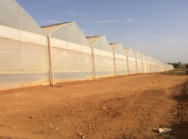 export greenhouse
