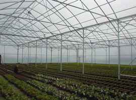 greenhouse for export
