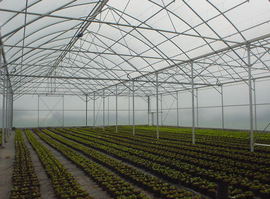 greenhouse for export