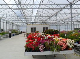 greenhouse for flowers