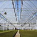 greenhouse for massive plants