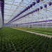 greenhouse for massive plants