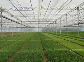 greenhouse for lettuce