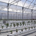 greenhouse for tomatos