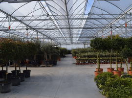 greenhouse for vegetables