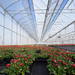 greenhouse plantes massive