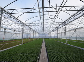 greenhouse with side ventilation