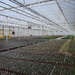 good greenhouse