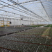 plastic greenhouses