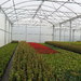 serre 9.60 semi ventilation vaste planten