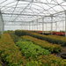 serre 9.60 semi ventilation serre vaste planten