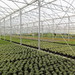 serre 9.60 semi ventilation serre vaste planten
