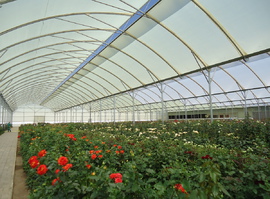 wide greenhouse for roses