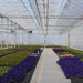 wide greenhouse